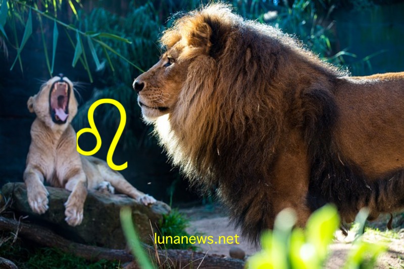 Львы — лучшие среди всех знаков Зодиака