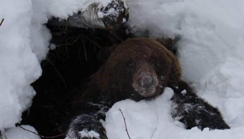 видеть во сне Берлогу