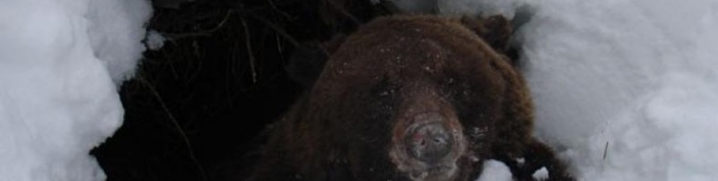 К чему снится Берлога