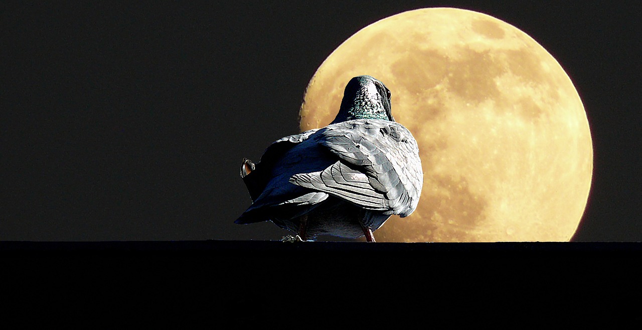 Лунный календарь