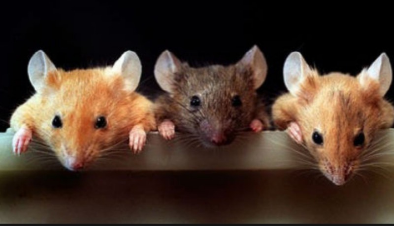 видеть во сне Мышей