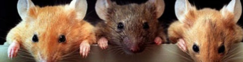 К чему снятся Мыши