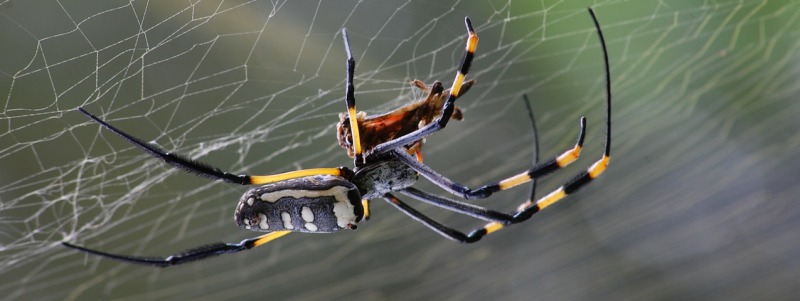 К чему снится Паук