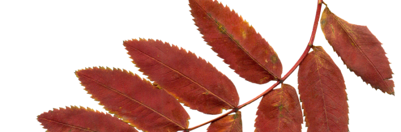 День рождения в Субботу