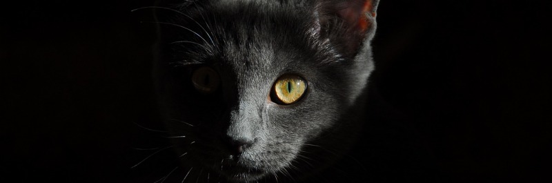 К чему снится Кот