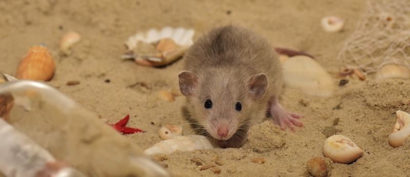 К чему снится Крыса