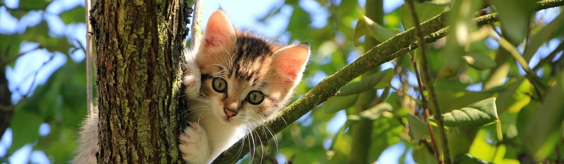 К чему снится Котёнок