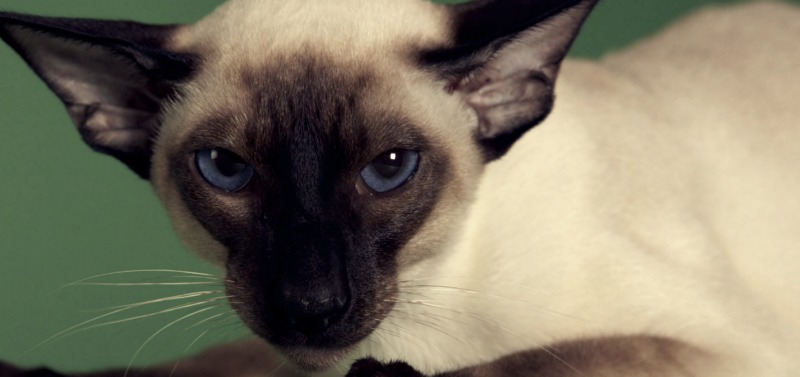 Почему нельзя смотреть кошке в глаза